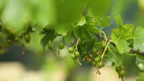 The green berries of golden currant on a bush, outdoor