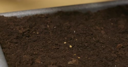 Planting Seeds in Soil Tray for Indoor Gardening