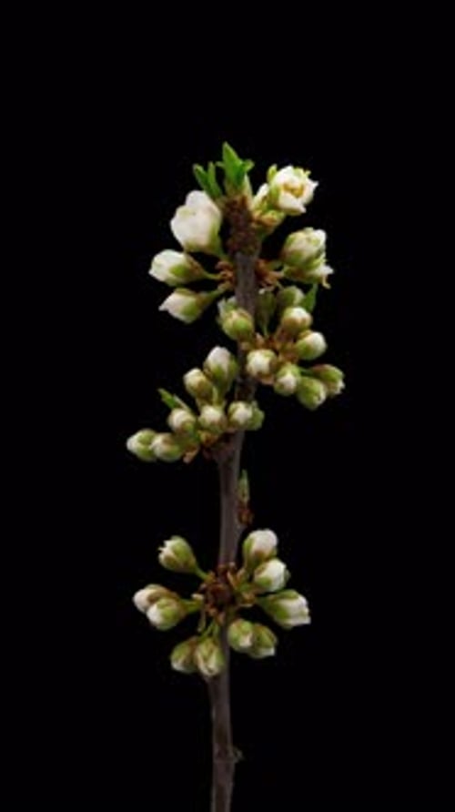 Time Lapse of Flowering Plum on Black Background Spring Timelapse of Cherry Flowers
