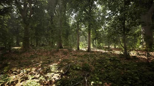 Sun Beams Through Thick Trees Branches in Dense Green Forest