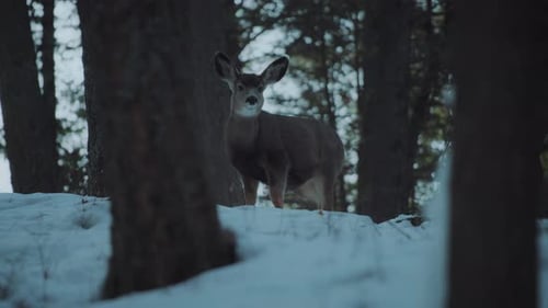 Deer standing between the trees in the snowy forest