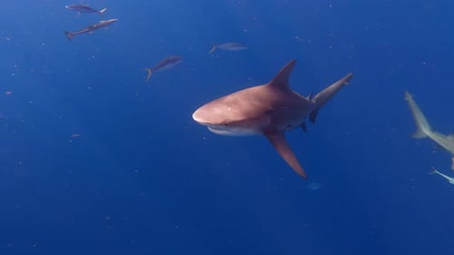Sharks Swimming Underwater in Deep Blue Ocean