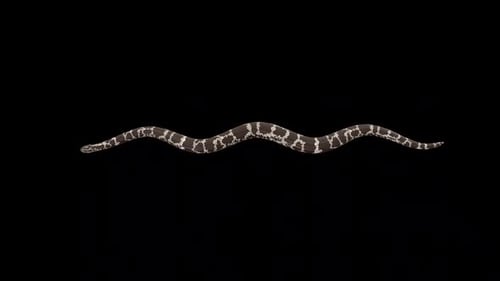 Serpiente del desierto