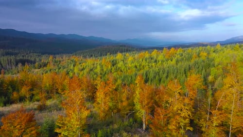 Vue aérienne d'une forêt d'automne lumineuse sur les pentes des montagnes au lever du soleil