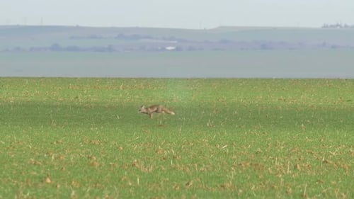 Red Fox traverse un champ vert dans le Néguev