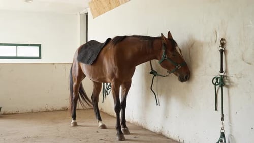 Domestic horse with a saddle pad standing inside a livestock stable barn stall
