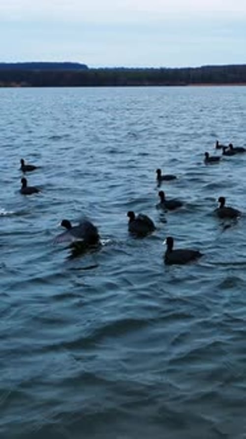 Flock of Coots on Wavy Lake Water