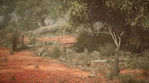 A Mesmerizing Dirt Road Leading Through the Mystical Australian Bush