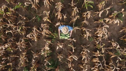 Top View an Agronomist Farmer in a Dry Yellow Corn Field with Green Corn Crate