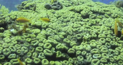 Vibrant Coral Reef with Yellow Fish