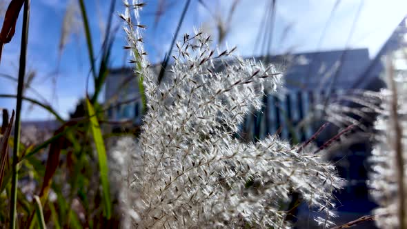 White reeds blowing in the wind at Kanazawa Station gardens. dolly ...