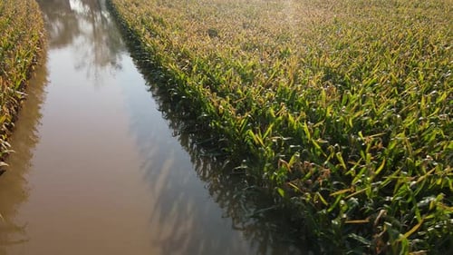 Flooded Corn Field with Standing Water After Heavy Rainfall