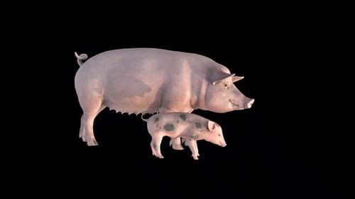 Animated Sow and Piglet Standing 3D Render