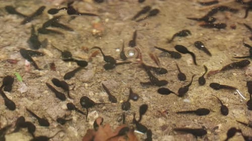 Kaulquappen schwimmen im See