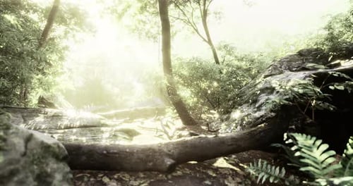 Bright Sunlight Filters Through Lush Greenery in a Tranquil Forest Setting