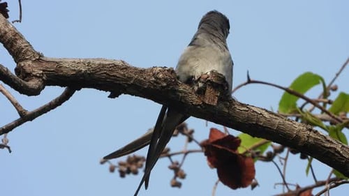 Crested Treeswift bird - Nest - Eggs .