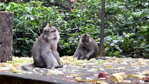 Eine Familie von Langschwanzmakaken mit einem Baby aus dem Tropenwald in Ubud