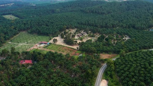 Aerial view of oil palm plantation, Malaysia