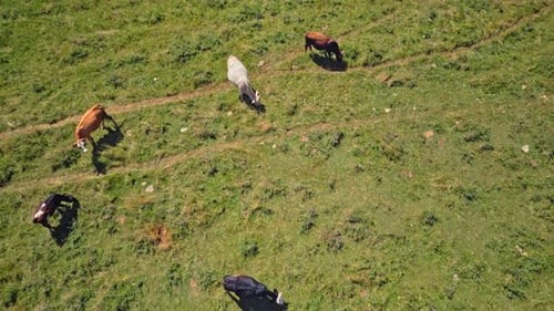Aerial View of Herd of Cows