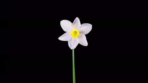 White and Yellow Flower Blooming on Black Background