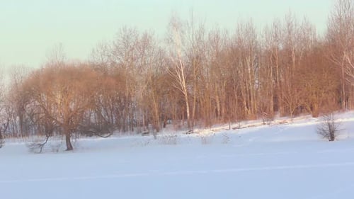 Champs de neige. Paysage d'hiver. Hiver neigeux en forêt. Panorama sur les champs couverts