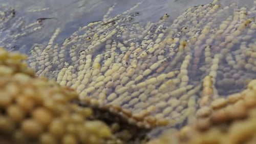 Close up of seaweed being swivel by the sea tide in Australian seashore