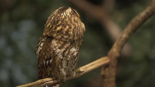 Tawny owl (Strix aluco) perching on tree branch rotating head 180 degrees