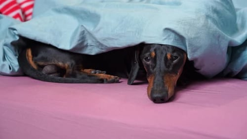 Dachshund Dog Relaxing Comfortably Under a Blue Blanket