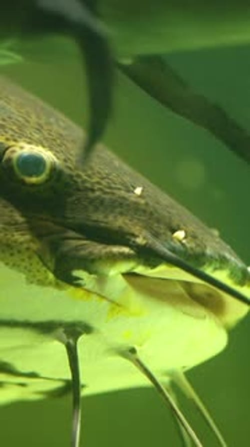 Close Up of a Large Redtail Catfish Swimming