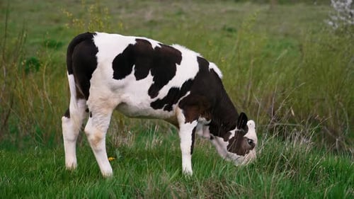 Young cow grazing at the field. Black and white cow walking at the field.