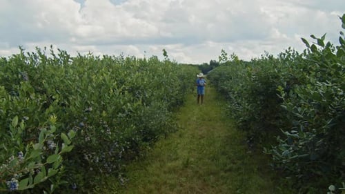 EightYearOld Girl Harvesting Blueberries On Organic Berry Field