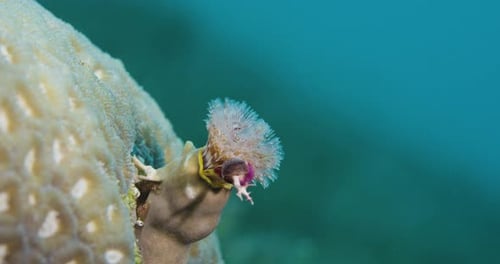 Spirobranchus giganteus. Red sea. The worms' most distinct features are two "crowns" shaped like Chr