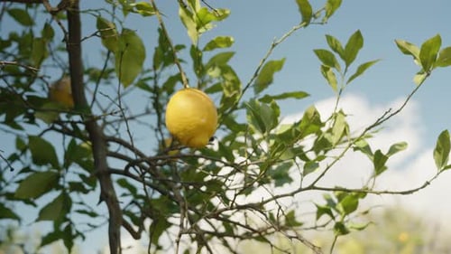 A solitary lemon hanging from a branch against the backdrop of a blue sky, panorama, and circular.