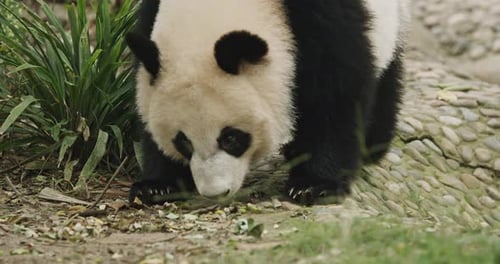 Giant Panda Walking Cute Panda