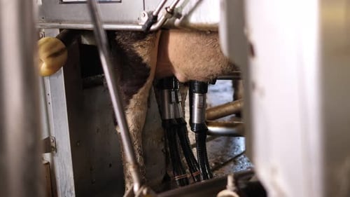 Plan rapproché d'une installation mécanisée pour traire des vaches sur les mamelles d'une ferme laitière