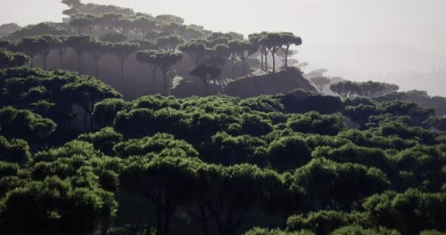 Lush Green Forest Landscape with Misty Hills in the Early Morning Light
