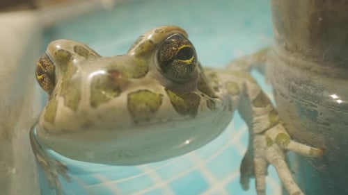 Kröte am Schwimmbad