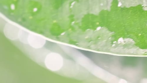 Light Summer Rain Slowly Falls and Splashes on the Green Leaves Raindrops Fall at Sunset Vertical