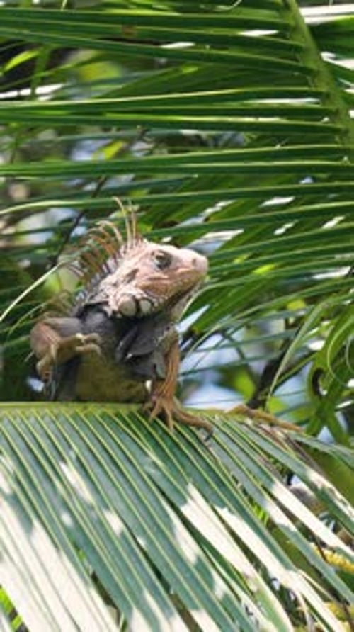 Reptile iguane vert posé sur une feuille de palmier au Costa Rica