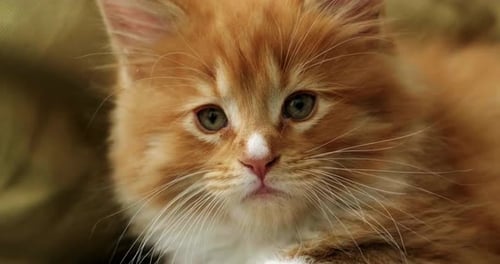 Portrait Cute Little Ginger Kitten Waiting for Food Little Striped Red Cat Siting on Sofa at Home