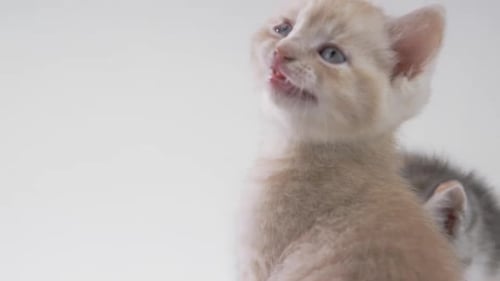 Adorable Tan Kitten Looks Up on White Background