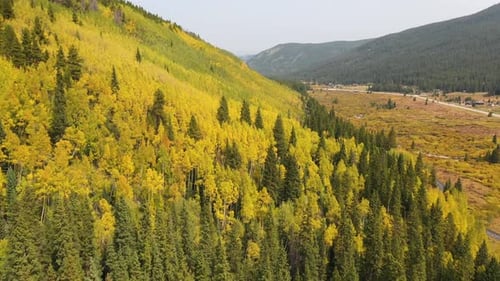 Magical Aspen Tree Colors in Colorado Countryside Forest. Aerial View of Autumn Colors and American