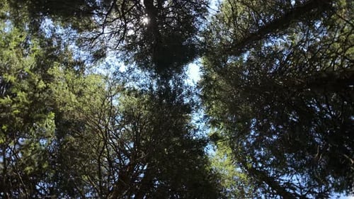 Crowns of deciduous and coniferous forest trees with bright afternoon sun and rays. looking up to th