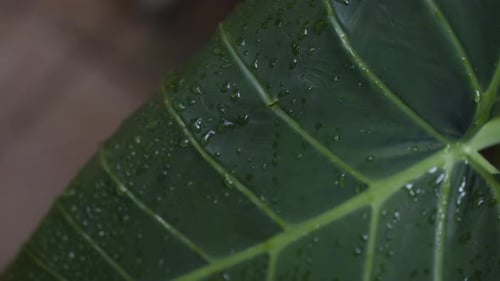 Morning Dew Drips Off of a Green Leaf in the Sunlight In