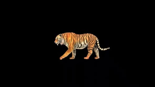Wild Tiger Walk 3