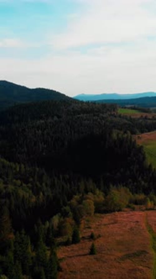 Flug über Pinienwälder und grüne Hügel in den Bergen im Herbst. Vertikales Video