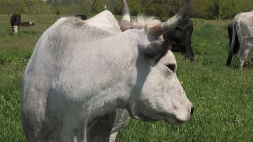 Cattle Grazing Peacefully in a Rural Grassy Meadow