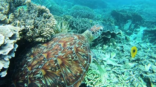 Turtle swimming underwater