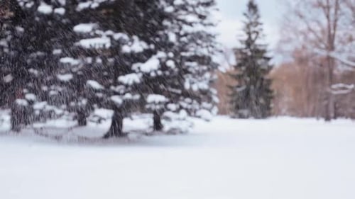 Person Throwing Snow in Winter Park