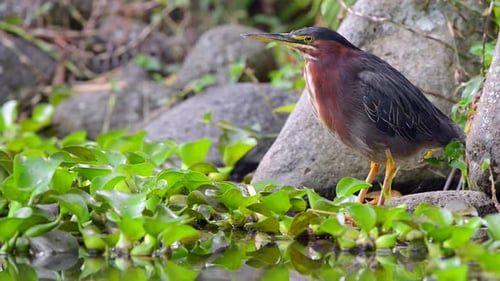 Green Heron standing by a water source in Costa Rica